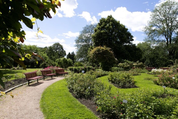 Rosariet ligger i Frognerparken. Et perfekt sted å fri på. Unni Irmelin Kvam / Vigeland-museet Rosariet ligger i Frognerparken. Et perfekt sted å fri på. Unni Irmelin Kvam / Vigeland-museet