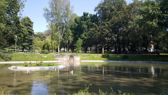 Heldigvis er det fortsatt vann i svanedammen nederst i St. Hanshaugen-parken. Til stor glede for ikke svaner, men måker, duer og en hund, når VårtOslo tok turen i dag. Foto: Tarjei Kidd Olsen Heldigvis er det fortsatt vann i svanedammen nederst i St. Hanshaugen-parken. Til stor glede for ikke svaner, men måker, duer og en hund, når VårtOslo tok turen i dag. Foto: Tarjei Kidd Olsen