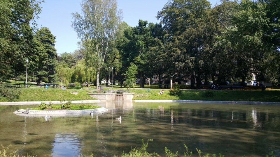 Heldigvis er det fortsatt vann i svanedammen nederst i St. Hanshaugen-parken. Til stor glede for ikke svaner, men måker, duer og en hund, når VårtOslo tok turen i dag. Foto: Tarjei Kidd Olsen