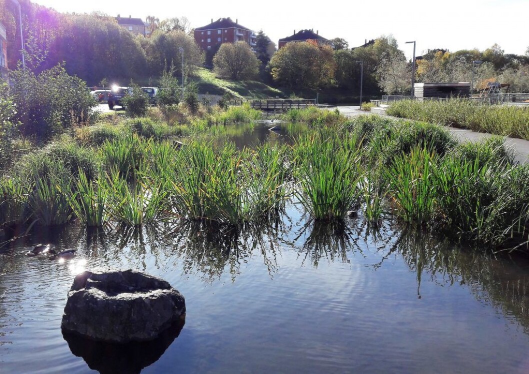 Oppstrøms i gjenåpnede Hovinbekken, ved Teglverksdammen, er det plantet ut tett med vannplanter som filtrerer vannet. Nå ønsker artikkelforfatterne en lignende gjenåpning av Torshovbekken. Foto: Anders Høilund Oppstrøms i gjenåpnede Hovinbekken, ved Teglverksdammen, er det plantet ut tett med vannplanter som filtrerer vannet. Nå ønsker artikkelforfatterne en lignende gjenåpning av Torshovbekken. Foto: Anders Høilund