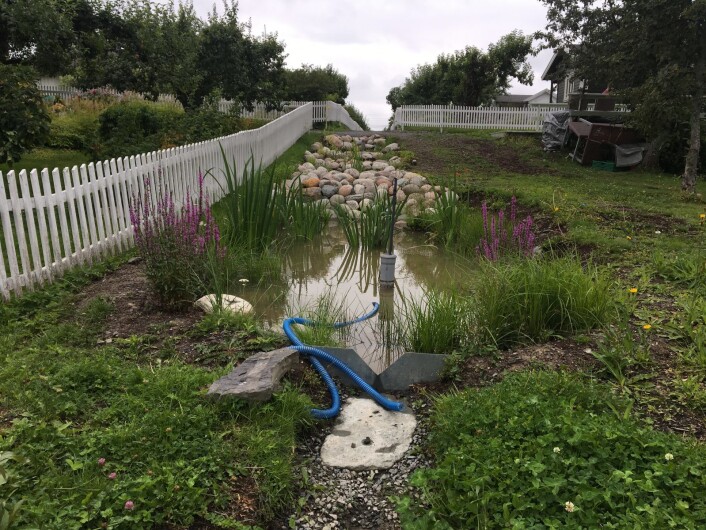 I biehagen er det bygget et skrånet regnbed som munner ut i en lommevåtmark, med vann-absorberende planter og et vannspeil for hagens nytteinsekter. Foto: Leidolv Magelssen I biehagen er det bygget et skrånet regnbed som munner ut i en lommevåtmark, med vann-absorberende planter og et vannspeil for hagens nytteinsekter. Foto: Leidolv Magelssen