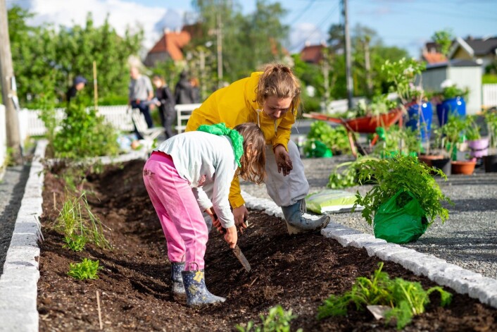Anleggene er bygget og supplert med stauder ved frivillig innsats fra kolonihagens beboere. Linde Falch Davidsen og Ronja Falch Davidsen-Verpelstad deltar i dugnaden for tilplanting av regnbed sentralt i hagen. Foto: Leidolv Magelssen Anleggene er bygget og supplert med stauder ved frivillig innsats fra kolonihagens beboere. Linde Falch Davidsen og Ronja Falch Davidsen-Verpelstad deltar i dugnaden for tilplanting av regnbed sentralt i hagen. Foto: Leidolv Magelssen