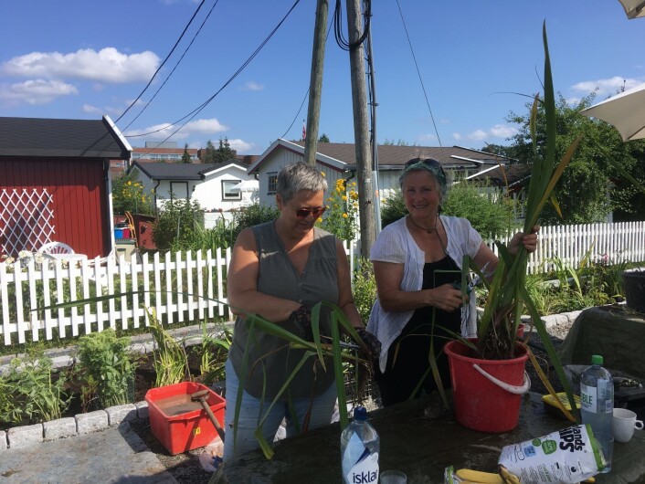 — Skjøtsel fordi det er et suksesskriterium for blågrønne tiltak er at man følger opp utplantingen med vanning, fortetting og luking, forklarer Adriana Bertet og Anita Glittum. Foto: Amalie Sofie Aune Bjerkem — Skjøtsel fordi det er et suksesskriterium for blågrønne tiltak er at man følger opp utplantingen med vanning, fortetting og luking, forklarer Adriana Bertet og Anita Glittum. Foto: Amalie Sofie Aune Bjerkem