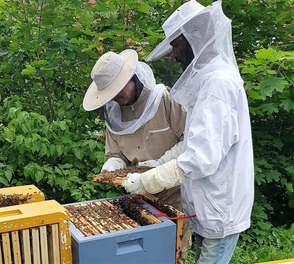 Deltakere på Frelsesarmeens Jobben i gang med å sanke honning. Nå er de kommet til finalen i honning-NM. Foto: Rune Mæhre / Frelsesarmeen