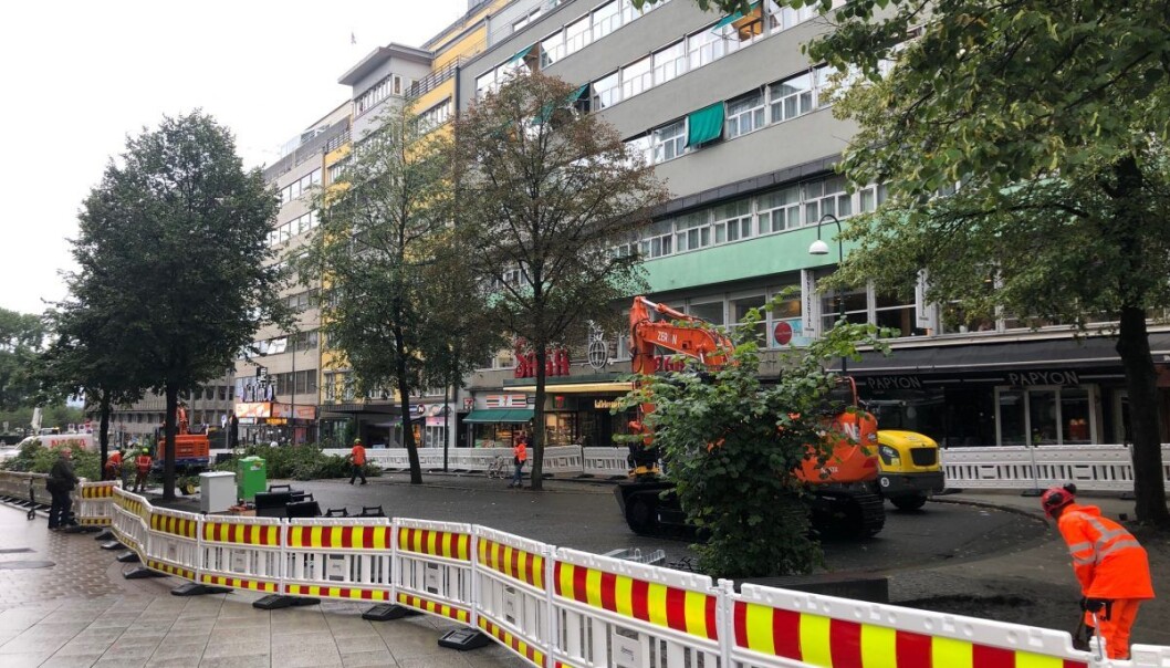 Trærne i Olav Vs gate før felling. Trærne i Olav Vs gate før felling.