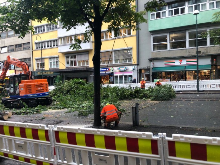 Treet har påmontert en wire, sånn at det faller i riktig retning. Foto: VårtOslo Treet har påmontert en wire, sånn at det faller i riktig retning. Foto: VårtOslo
