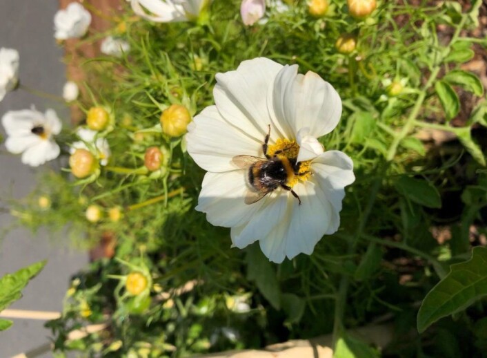 Vaterland har blitt besøkt av både store og små gjester i sommer. Foto: Stina Lindholm Vaterland har blitt besøkt av både store og små gjester i sommer. Foto: Stina Lindholm