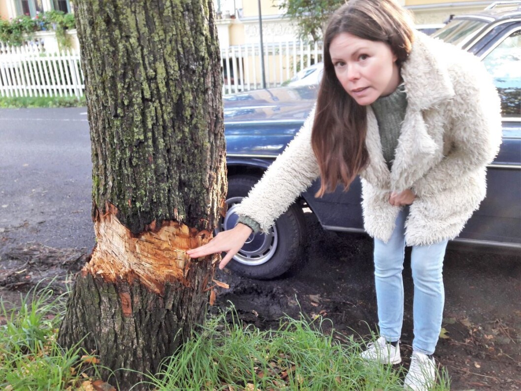 Dette treet overlever ikke skadene, og bør felles, sier ekspertene hos Bymiljøetaten. Sara Greer Middelthon Moe kan ikke fatte at noen vil angripe et tre på St Hanshaugen. Foto: Anders Høilund Dette treet overlever ikke skadene, og bør felles, sier ekspertene hos Bymiljøetaten. Sara Greer Middelthon Moe kan ikke fatte at noen vil angripe et tre på St Hanshaugen. Foto: Anders Høilund