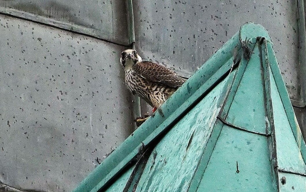 Her sitter den unge vandrefalken på taket til Uranienborg kirke og nyter en bydue. Foto: Ketil Knudsen Her sitter den unge vandrefalken på taket til Uranienborg kirke og nyter en bydue. Foto: Ketil Knudsen