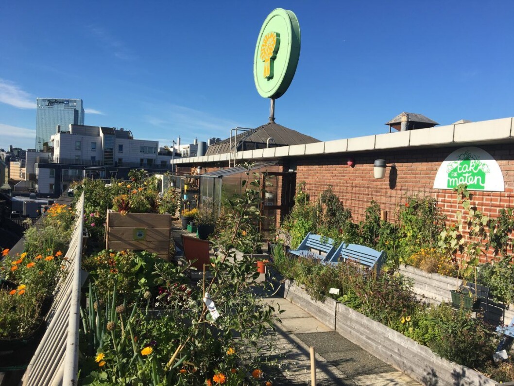 Oslo kommune må etablere et forgrønningsfond, slik at flere av Oslos flater kan bli grønne, mener Kay Asbjørn Schjørlien. Foto: Vegard Velle Oslo kommune må etablere et forgrønningsfond, slik at flere av Oslos flater kan bli grønne, mener Kay Asbjørn Schjørlien. Foto: Vegard Velle