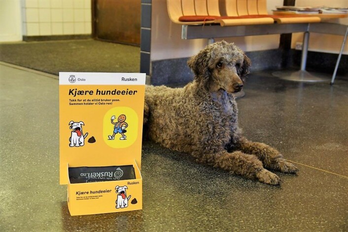Hundemøkk er utrivelig og kan spre smitte. Ha alltid med en hundepose