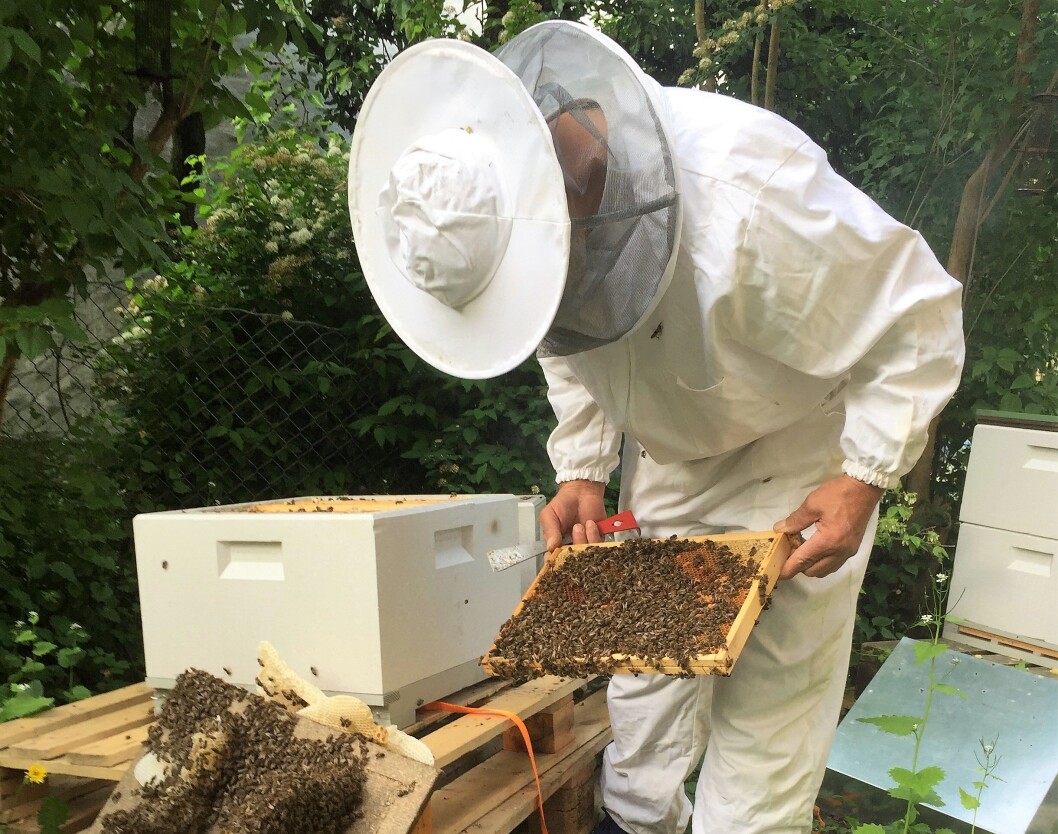 Birøkter på Tidemandstuen frivilligsentral. Foto: Privat Birøkter på Tidemandstuen frivilligsentral. Foto: Privat