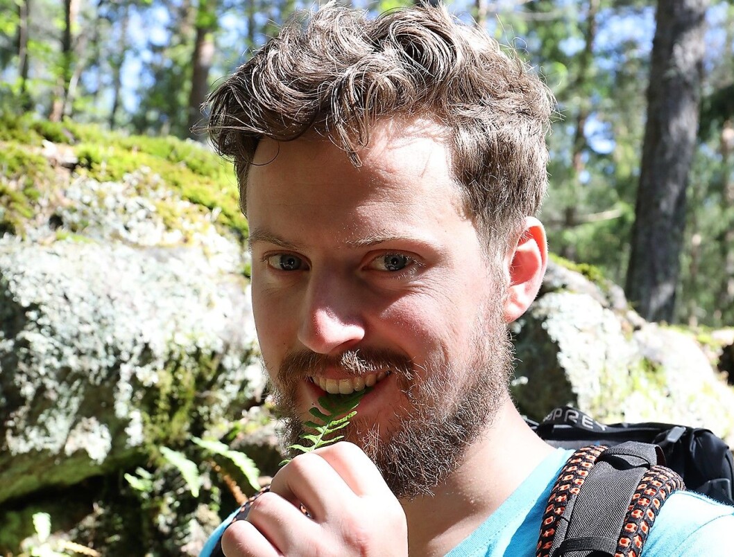 Øystein smaker på sisselrot. Den smaker som lakris. Foto: Bymiljøetaten Øystein smaker på sisselrot. Den smaker som lakris. Foto: Bymiljøetaten