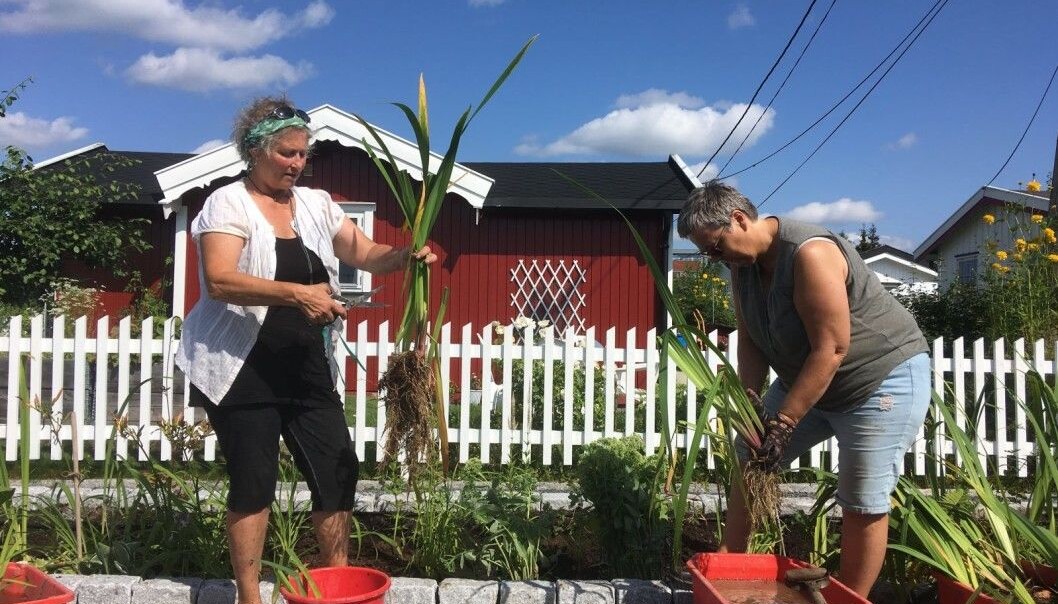 Felles dugnader blir ikke avholdt hos kolonihagene inntil videre. Å stelle planter som Ariane Bertel og Anita Glittum gjør her, er helt klart innafor Felles dugnader blir ikke avholdt hos kolonihagene inntil videre. Å stelle planter som Ariane Bertel og Anita Glittum gjør her, er helt klart innafor