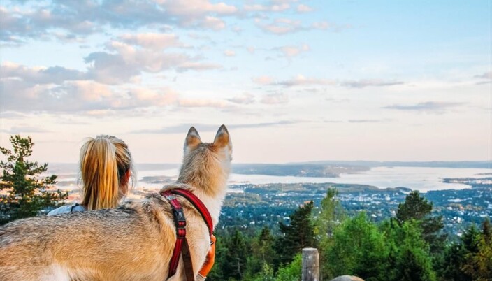 Utsikten fra Vettakollen Utsikten fra Vettakollen