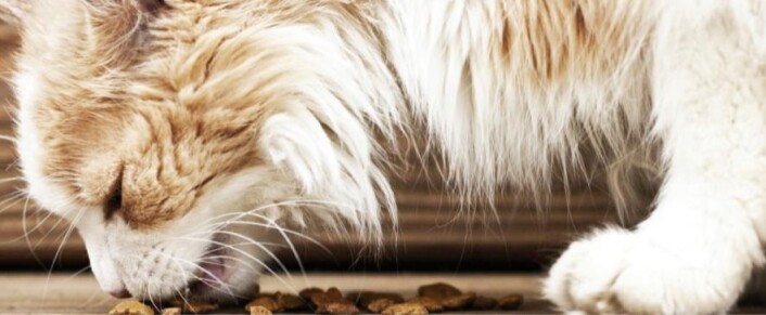 Foto: iStock Foto: iStock