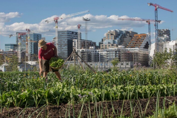 Oslos bybonde høster fra åkeren på Losæter i Bjørvika. Foto: Clare Keogh/Europakommisjonen Oslos bybonde høster fra åkeren på Losæter i Bjørvika. Foto: Clare Keogh/Europakommisjonen