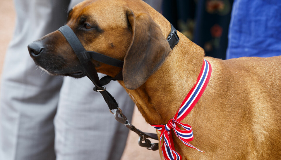 Spørs om det blir en godbit, undrer denne hunden på slottsplassen i Oslo 17. mai.