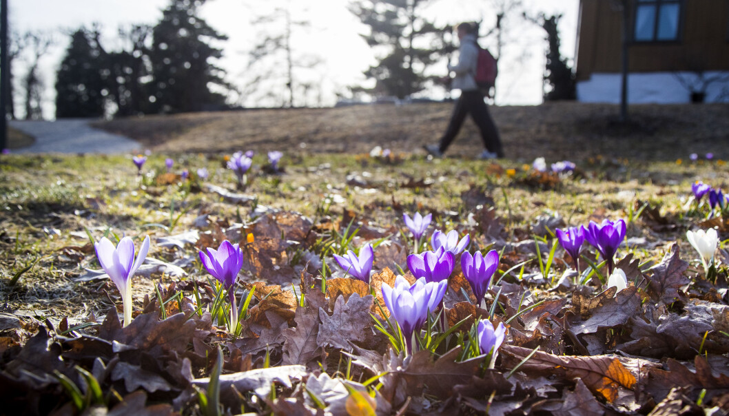 Etter en lang vinter blomstrer vårblomstene, her krokusen, i Botanisk Hage. Etter en lang vinter blomstrer vårblomstene, her krokusen, i Botanisk Hage.