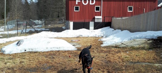 Foreningen for omplassering av dyr frykter et rush av kjæledyr når det blir hverdag etter korona Foreningen for omplassering av dyr frykter et rush av kjæledyr når det blir hverdag etter korona