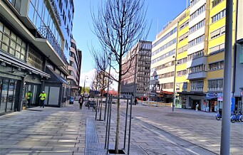 Nye trær er plantet i Olav Vs gate. Snart er den kontroversielle miljøgaten ferdigstilt