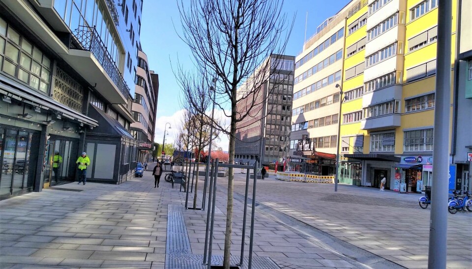 Kommunen felte de gamle trærne i fjor høst da Olav Vs gate skulle gjøres om til såkalt miljøgate. Nå er nye trær på plass.