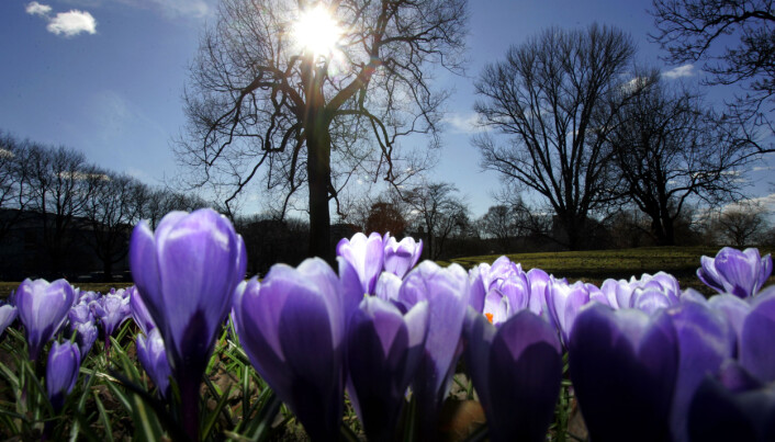 Botanisk hage blomstrer de første levende vårtegnene. Krokus. Botanisk hage blomstrer de første levende vårtegnene. Krokus.