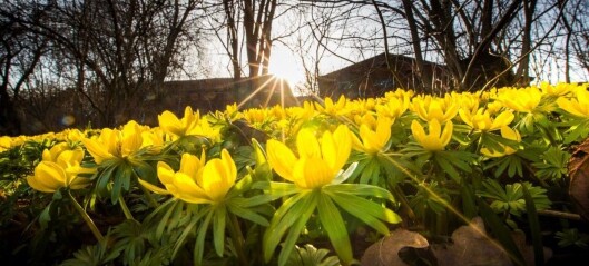 Botanisk hage er åpen igjen. Tre uker etter løftet om delvis gjenåpning Botanisk hage er åpen igjen. Tre uker etter løftet om delvis gjenåpning