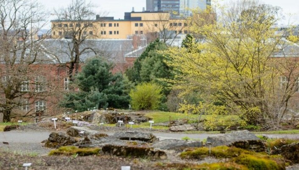 Fjellhagen våren 2017. Nå kan Oslos befolkning oppleve siste rest av våren i Botanisk hage.