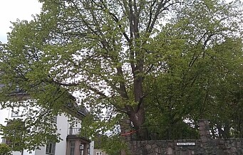 Frognerpolitikere sier nei til å la Petter Stordalen og Rema-arving hugge ned et tre i Frederik Stangs gate