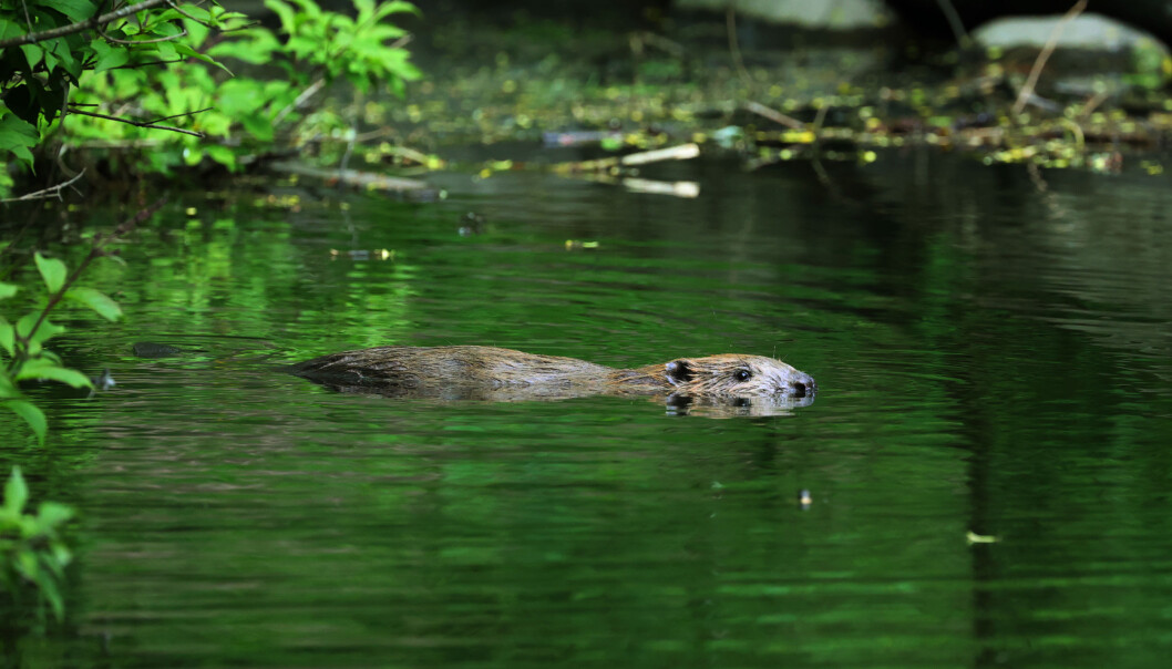 Denne beveren har tatt seg til rette og tilsynelatende gjort Frognerparken til sitt nye habitat. Denne beveren har tatt seg til rette og tilsynelatende gjort Frognerparken til sitt nye habitat.