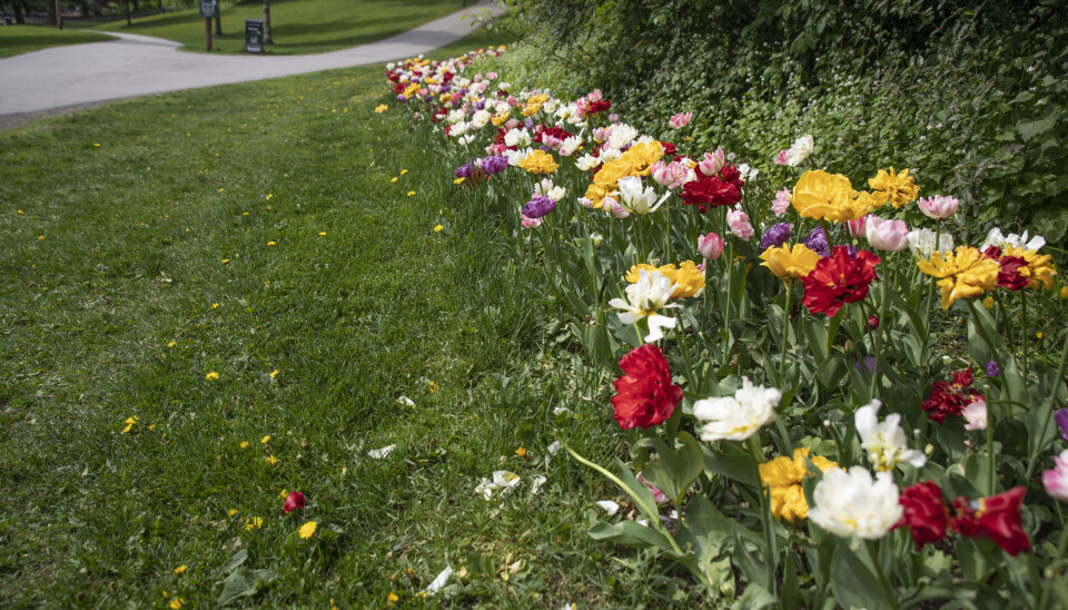 Blomsterbedene lyser mot mennesker og bier og gjør det trivelig å være i parkene. Blomsterbedene lyser mot mennesker og bier og gjør det trivelig å være i parkene.