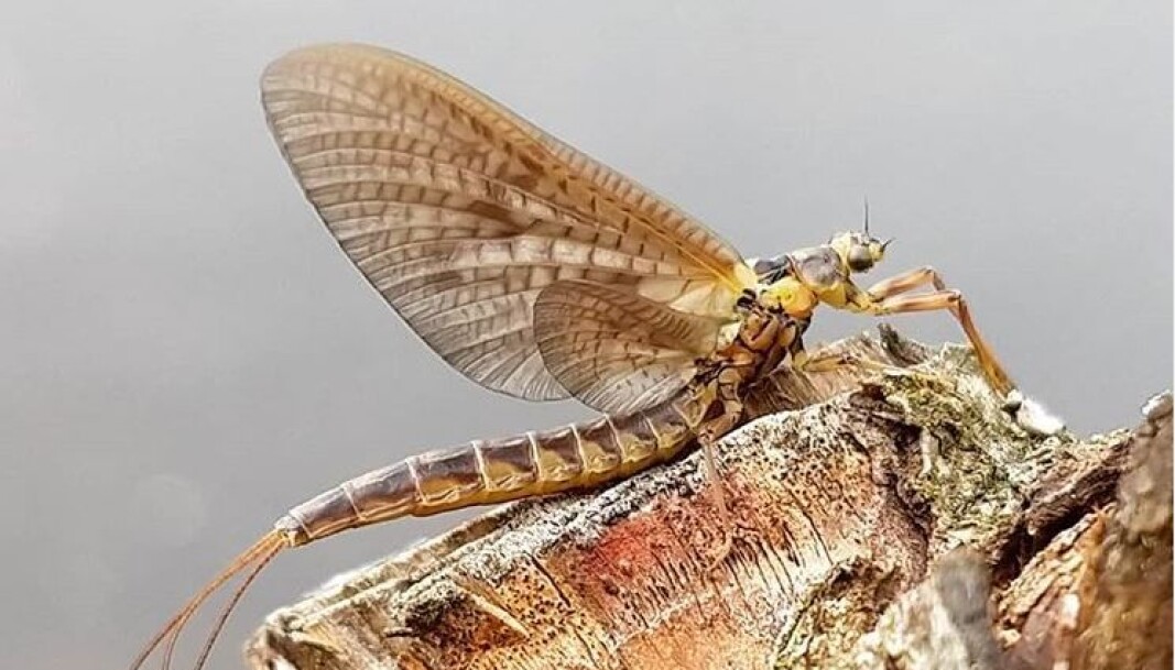 Ephemera vulgata er et stort og elegant insekt. Denne sitter å hviler på en stubbe etter å ha kommet seg unna Åklungens sultne ørreter Ephemera vulgata er et stort og elegant insekt. Denne sitter å hviler på en stubbe etter å ha kommet seg unna Åklungens sultne ørreter