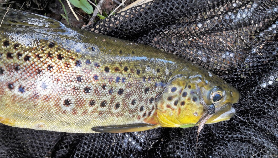 Denne, i underkant av 40 cm. lange ørreten, falt for en kunstig vulgata. Denne, i underkant av 40 cm. lange ørreten, falt for en kunstig vulgata.