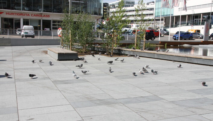 Duene har lagt sin elsk på det nye torget på Ensjø. Duene har lagt sin elsk på det nye torget på Ensjø.