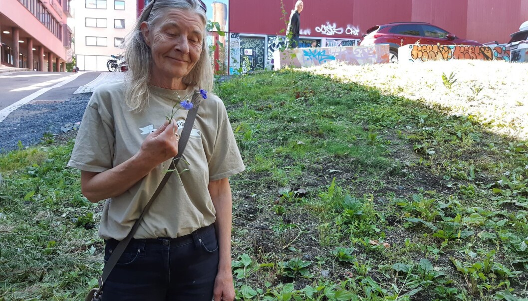 En trist Åse Karlsen med en enslig overlevende kornblomst En trist Åse Karlsen med en enslig overlevende kornblomst