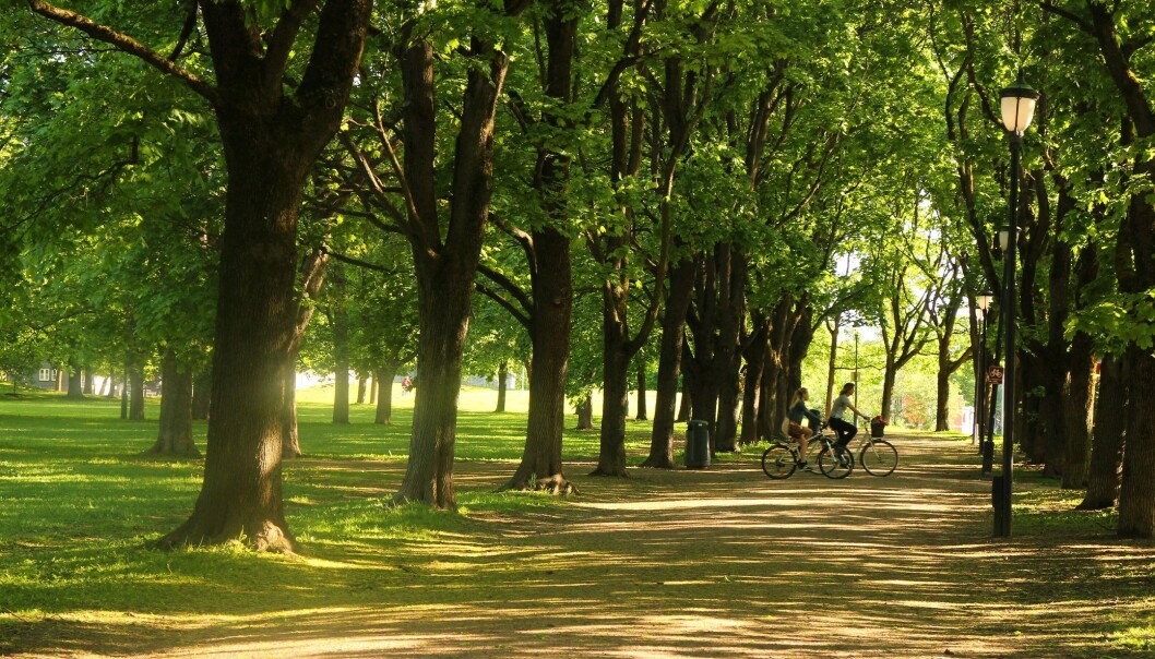 Fra en av de mange turveiene gjennom Frognerparken. Fra en av de mange turveiene gjennom Frognerparken.
