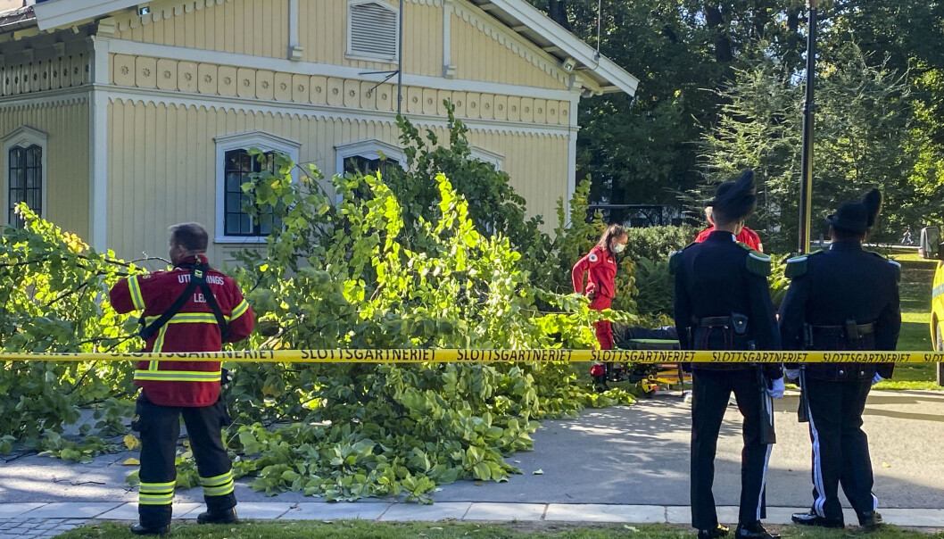 En mann ble lettere skadd da han fikk dette treet over seg i Slottsparken i Oslo onsdag ettermiddag. En mann ble lettere skadd da han fikk dette treet over seg i Slottsparken i Oslo onsdag ettermiddag.