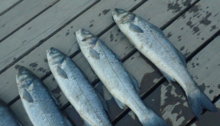 Havabboren hører hjemme i saltvann og finnes i Oslofjorden. Disse fiskene fikk stor oppmerksomhet da de ble funnet i Teglverksdammen på Hasle. Havabboren hører hjemme i saltvann og finnes i Oslofjorden. Disse fiskene fikk stor oppmerksomhet da de ble funnet i Teglverksdammen på Hasle.