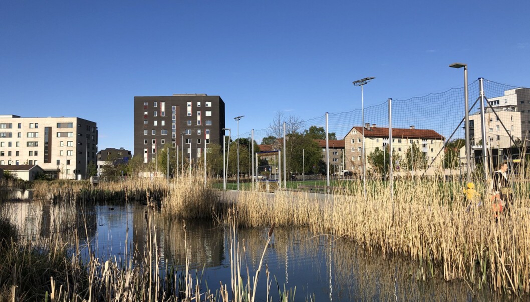 Her inne i sivet, i det grumsete vannet, klarte ikke filmcrewet å finne igjen alle fiskene. Her inne i sivet, i det grumsete vannet, klarte ikke filmcrewet å finne igjen alle fiskene.