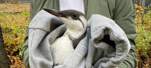 Sjelden sjøfugl reddet på Carl Berner: - Lomvi føres med vinden fra Skagerrak og Norskehavet
