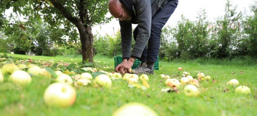Frelsesarmeens Jobben fortsetter å gå på epleslang i Oslos hager