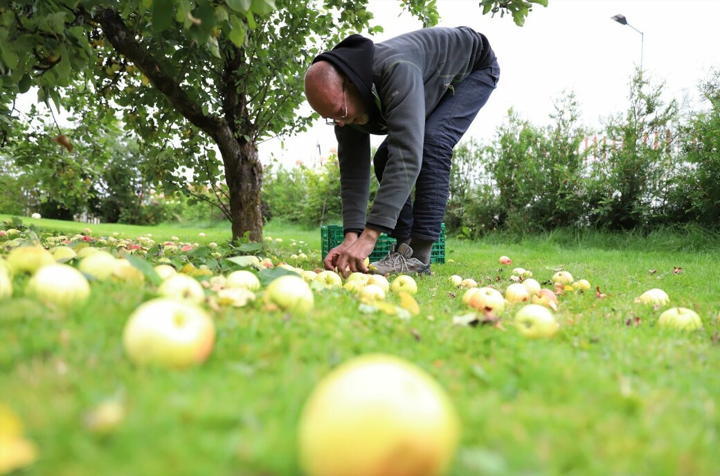 Over tusen hageeiere ønsker Epleslang velkommen til å plukke epler hver høst. Det gir både god mestring og god eplemost..