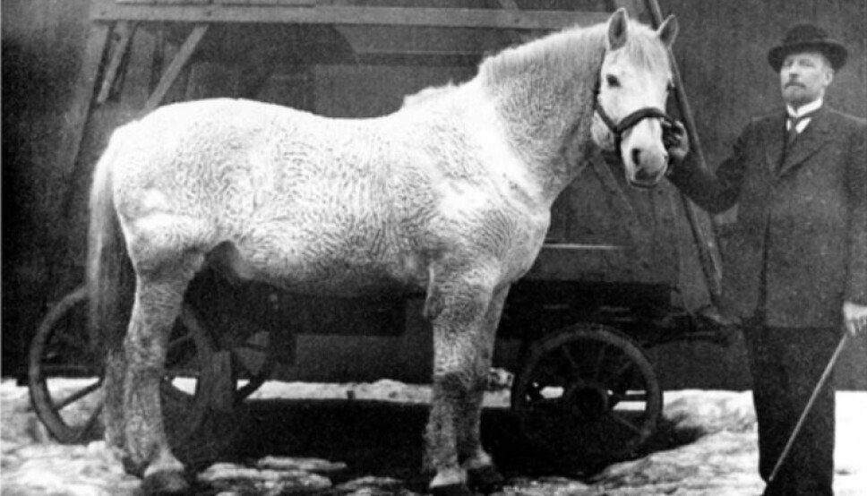 Nesten hvite Krølle med den spesielle pelsen var sporveiens mest populære hest. Da sporvognen ble elektrisk så folk på det som et stort framskritt, men de savnet Krølle. Her står han sammen med driftsbestyrer Poppe.