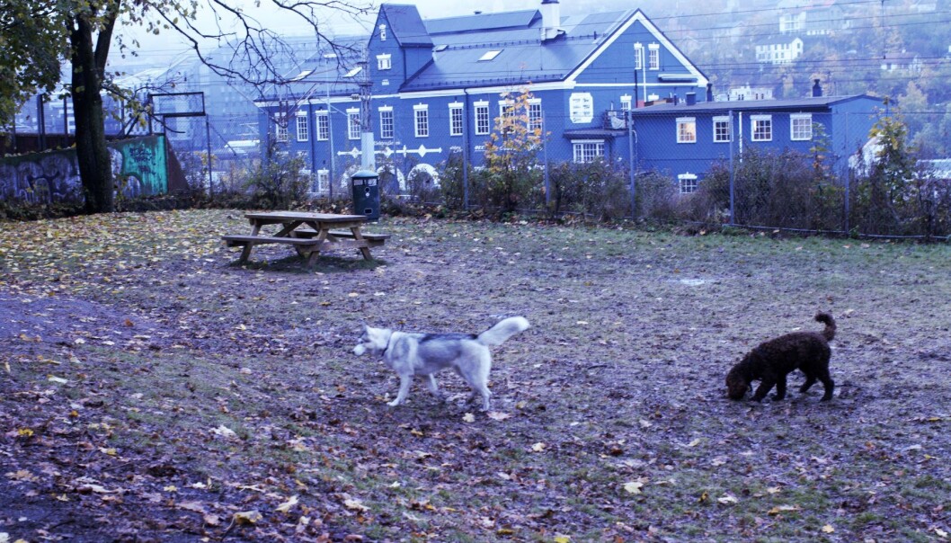 Hundene kan løpe fritt i hundeparken på Galgeberg. Hundene kan løpe fritt i hundeparken på Galgeberg.