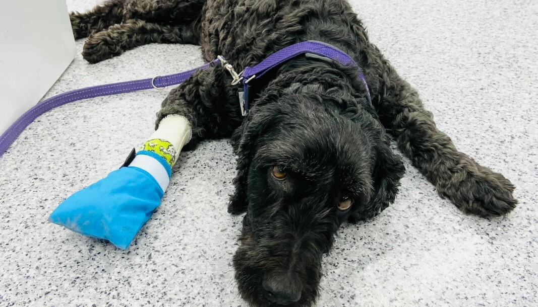 Hunden Sorry har skadet seg i en trapp tilsvarende Sørenga bru.