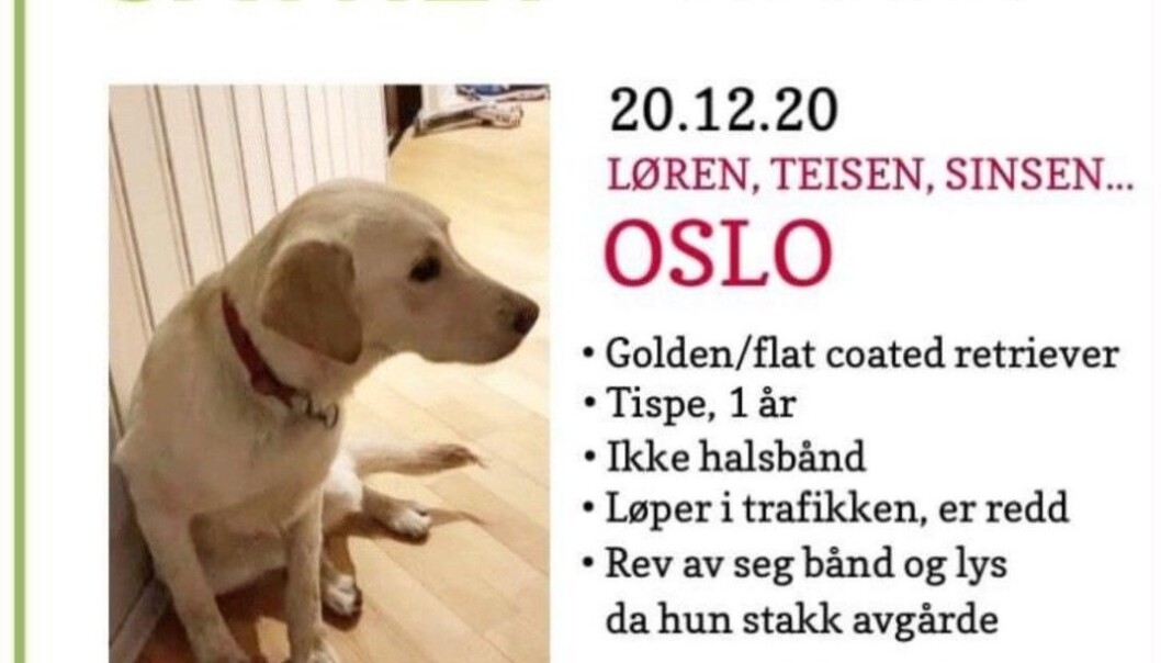 Skjermdump fra Rømlingens Facebook-side. Skjermdump fra Rømlingens Facebook-side.
