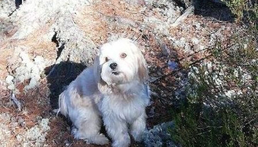 Den lille hunden sto bundet utenfor bakeriet i Sæterkrysset da noen stjal den. Den lille hunden sto bundet utenfor bakeriet i Sæterkrysset da noen stjal den.