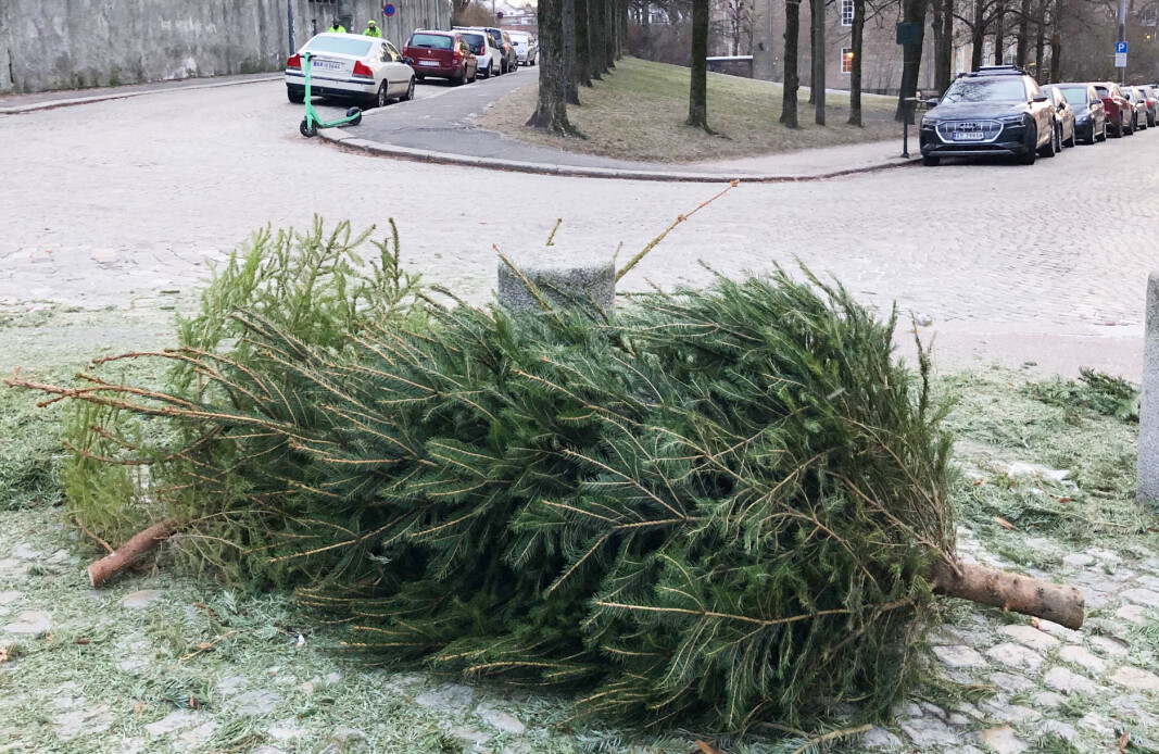 Dette juletreet lå igjen på brosteinen på Fagerborg i ettermiddag. Det har helt sikkert gledet mange i jula, men rakk ikke å komme seg med på lasteplanet til Renholds- og gjenvinningsetatens ryddebil sammen med alle de andre trærne. Dette juletreet lå igjen på brosteinen på Fagerborg i ettermiddag. Det har helt sikkert gledet mange i jula, men rakk ikke å komme seg med på lasteplanet til Renholds- og gjenvinningsetatens ryddebil sammen med alle de andre trærne.
