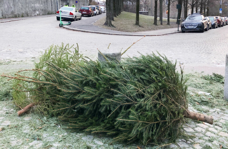 Dette juletreet lå igjen på brosteinen på Fagerborg i ettermiddag. Det har helt sikkert gledet mange i jula, men rakk ikke å komme seg med på lasteplanet til Renholds- og gjenvinningsetatens ryddebil sammen med alle de andre trærne.